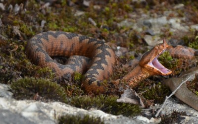 Vipera ammodytes - horned viper - females tend to be more brownish then males